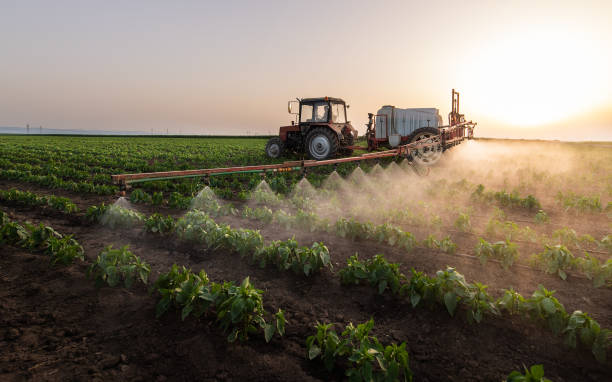 Best Ant Control Services  in Bagdad, AZ