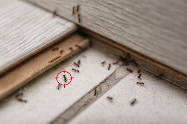 Best Cockroach Control Services  in Bagdad, AZ