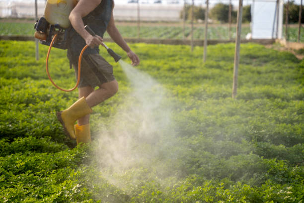 Best Local Pest Control Services  in Bagdad, AZ