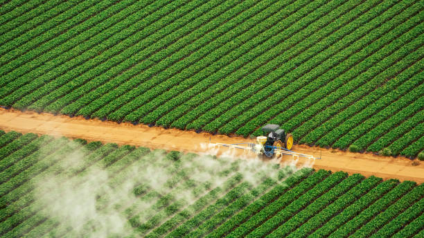 Best Pest Inspection Near Me  in Bagdad, AZ
