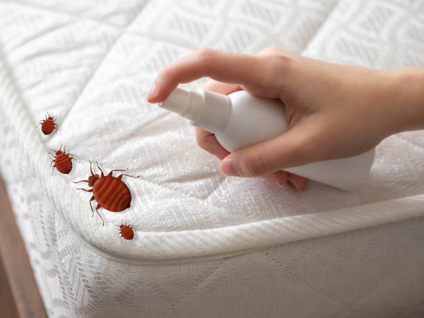 Best Bed Bug Extermination  in Bagdad, AZ